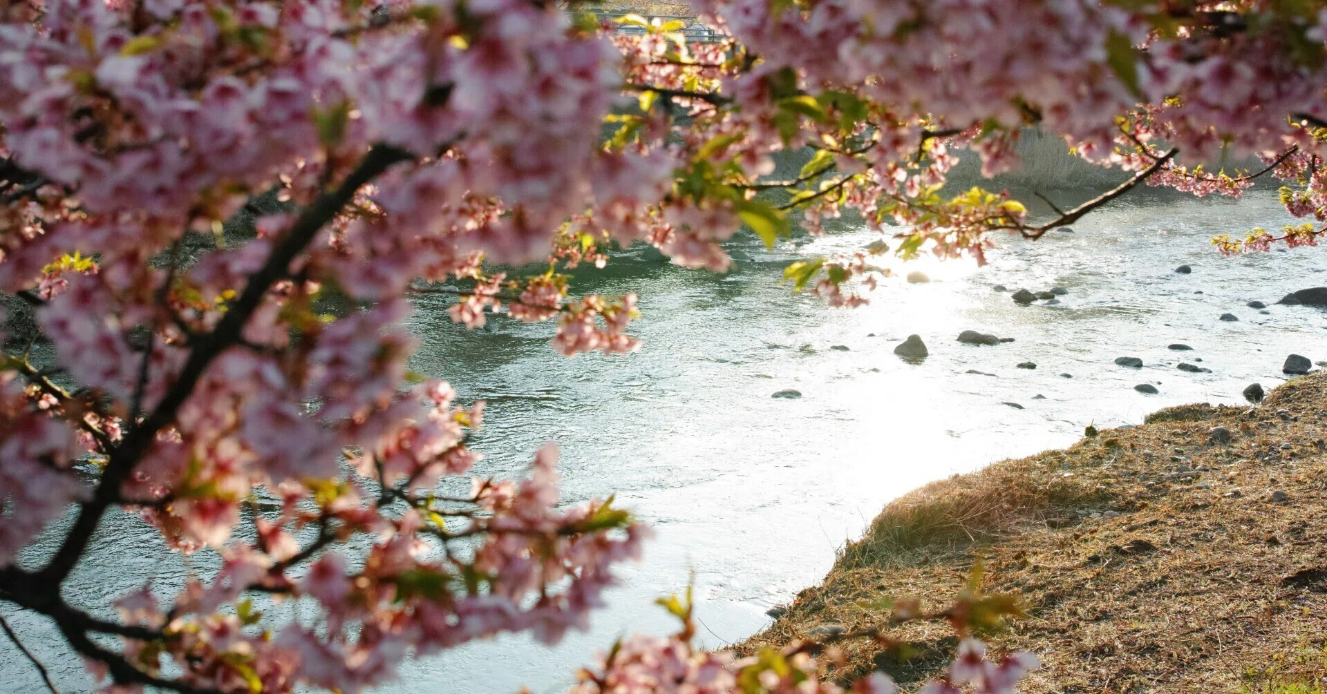 dp2 Quattro STILL | 伊豆 河津桜｜Ento