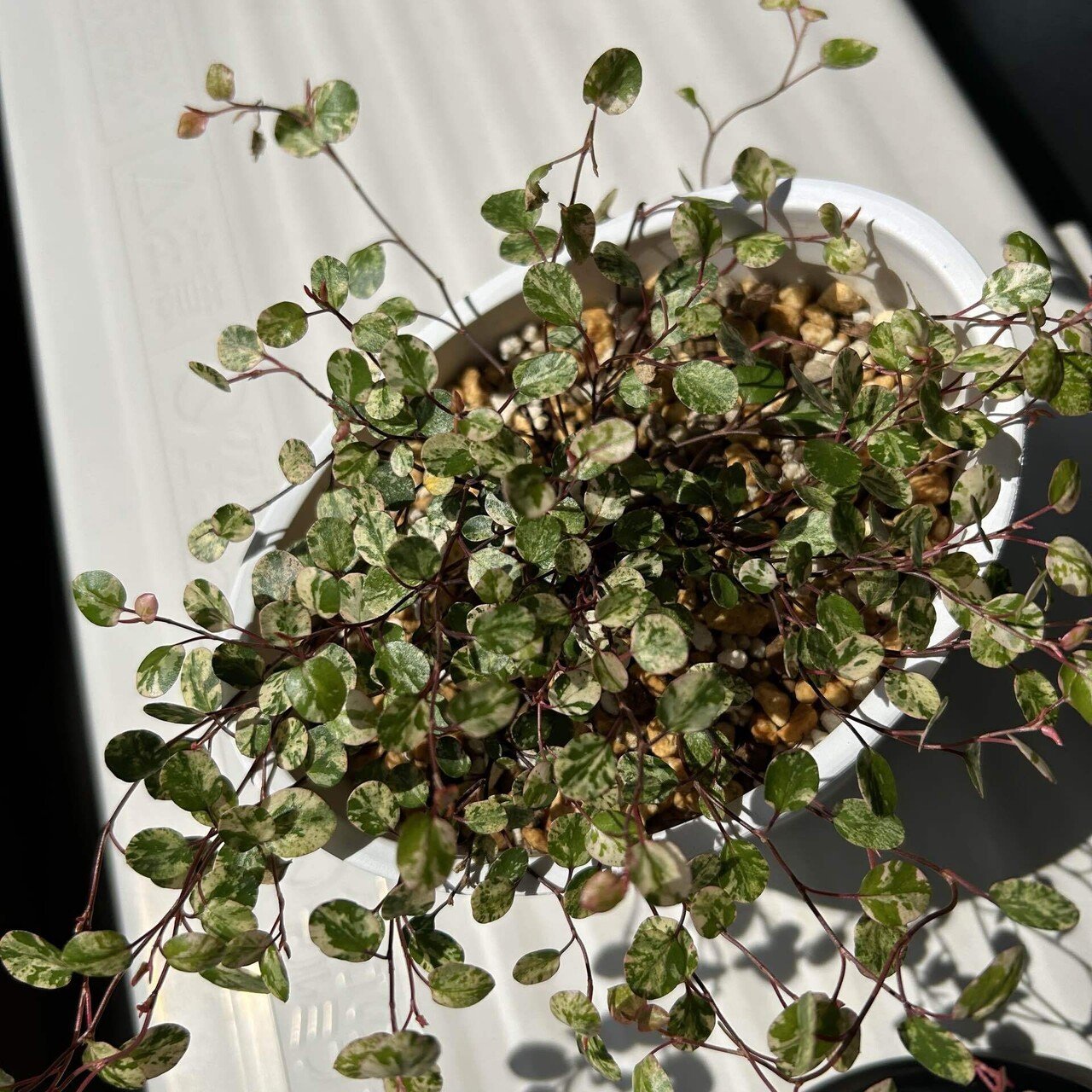 観葉植物の葉っぱの魅力。葉っぱ好きが語る！｜せりぽん