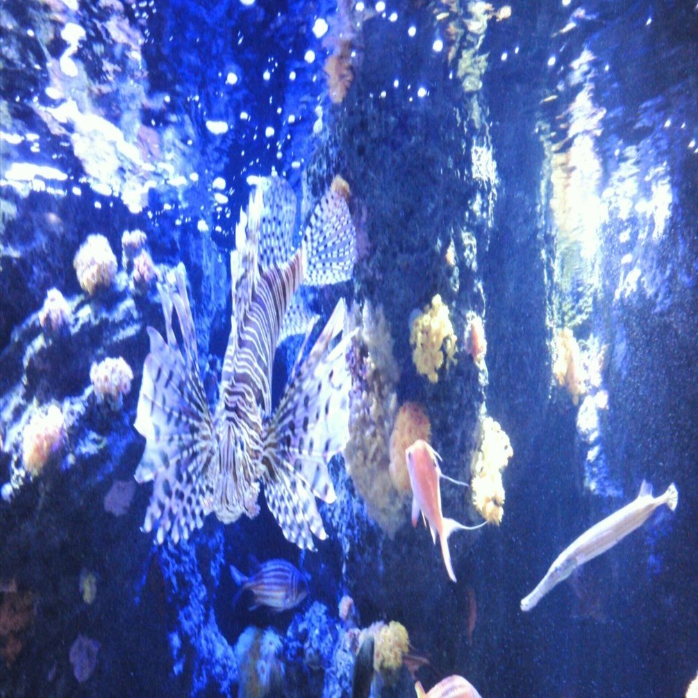 四国の水族館をめぐる旅｜ぼいど