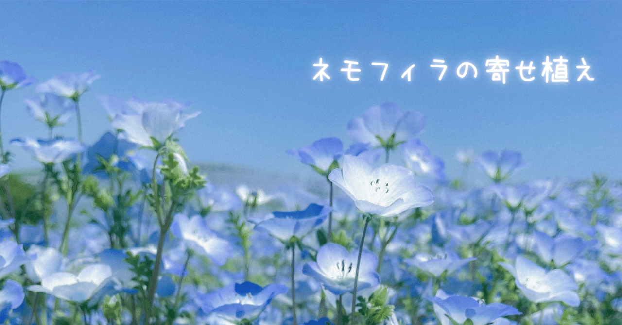 ネモフィラ寄せ植え】自己満だけどなんだかおしゃれに見える！｜ズボラ