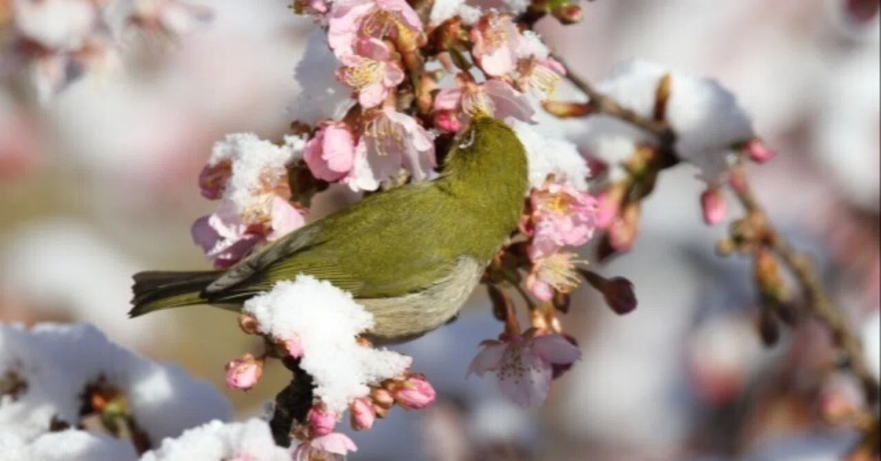 春の寒さにご用心!「寒の戻り」と「花冷え」の違いと体調管理のコツとは?|潜在意識研究家|The Prism主宰 Mako