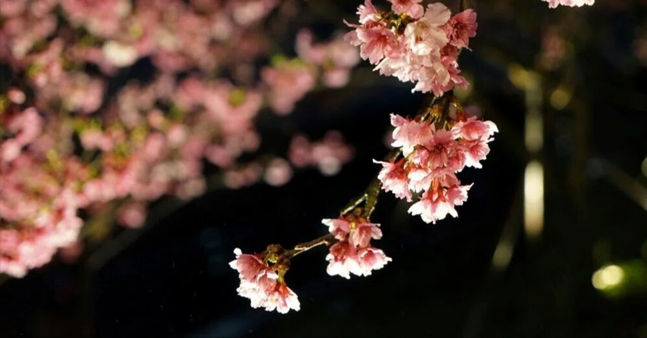 仕事帰りに吉野山の夜桜を見に行くよ！｜波名P