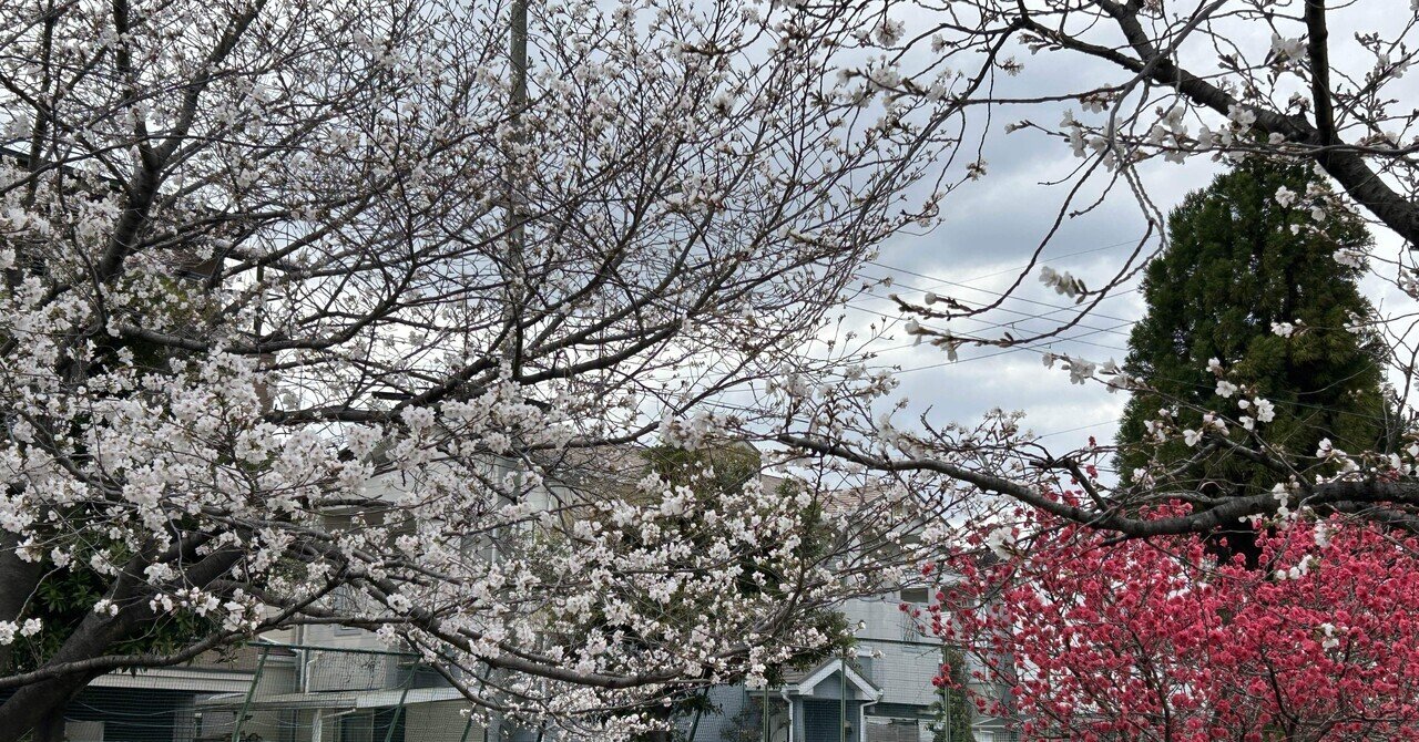 日和　開花前 April 9, 2025 Blooming status: 