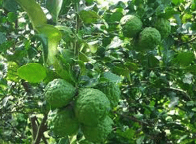 コブミカンとの出会い Uwan モリンガ栽培と物作り Note