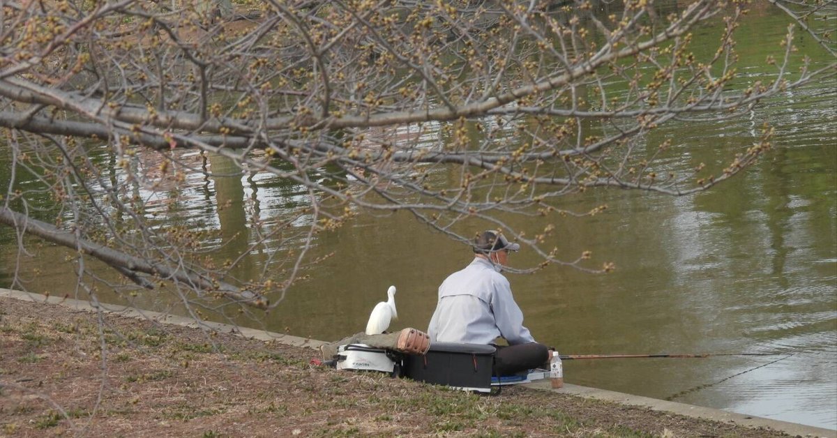 カワセミを探して水元公園へ①｜saku
