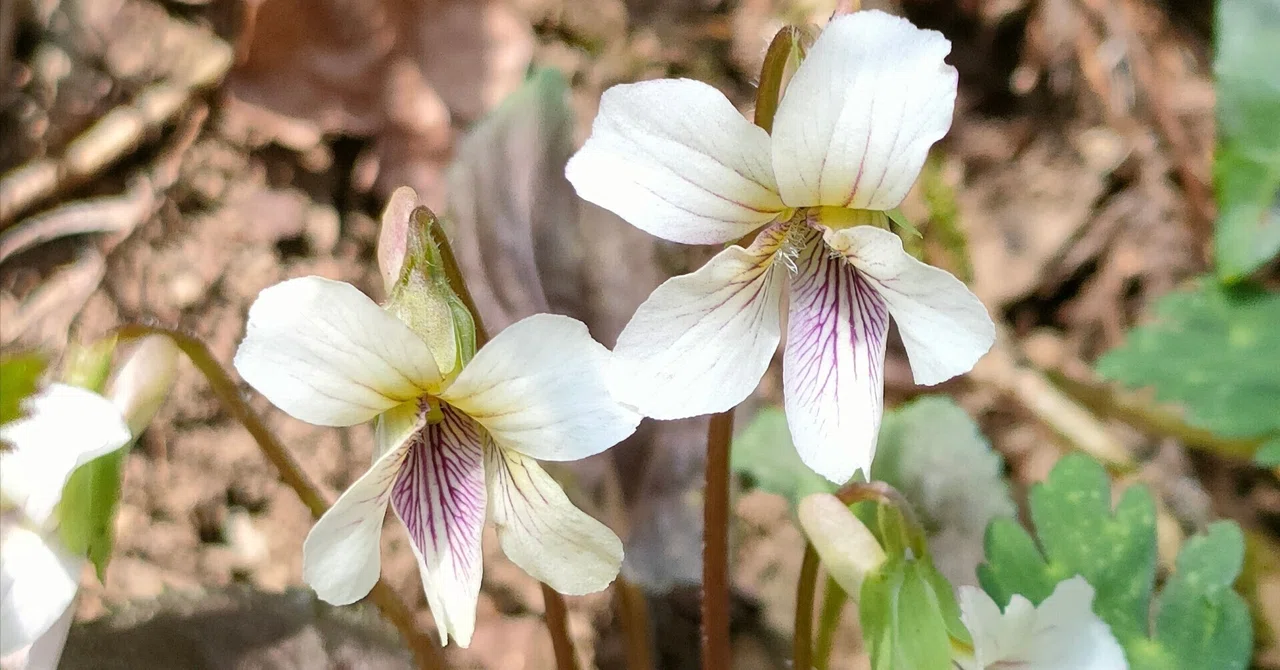 When the Violets Bloom, to Mount Takao (Today's Flowers Part 67)｜眠り猫