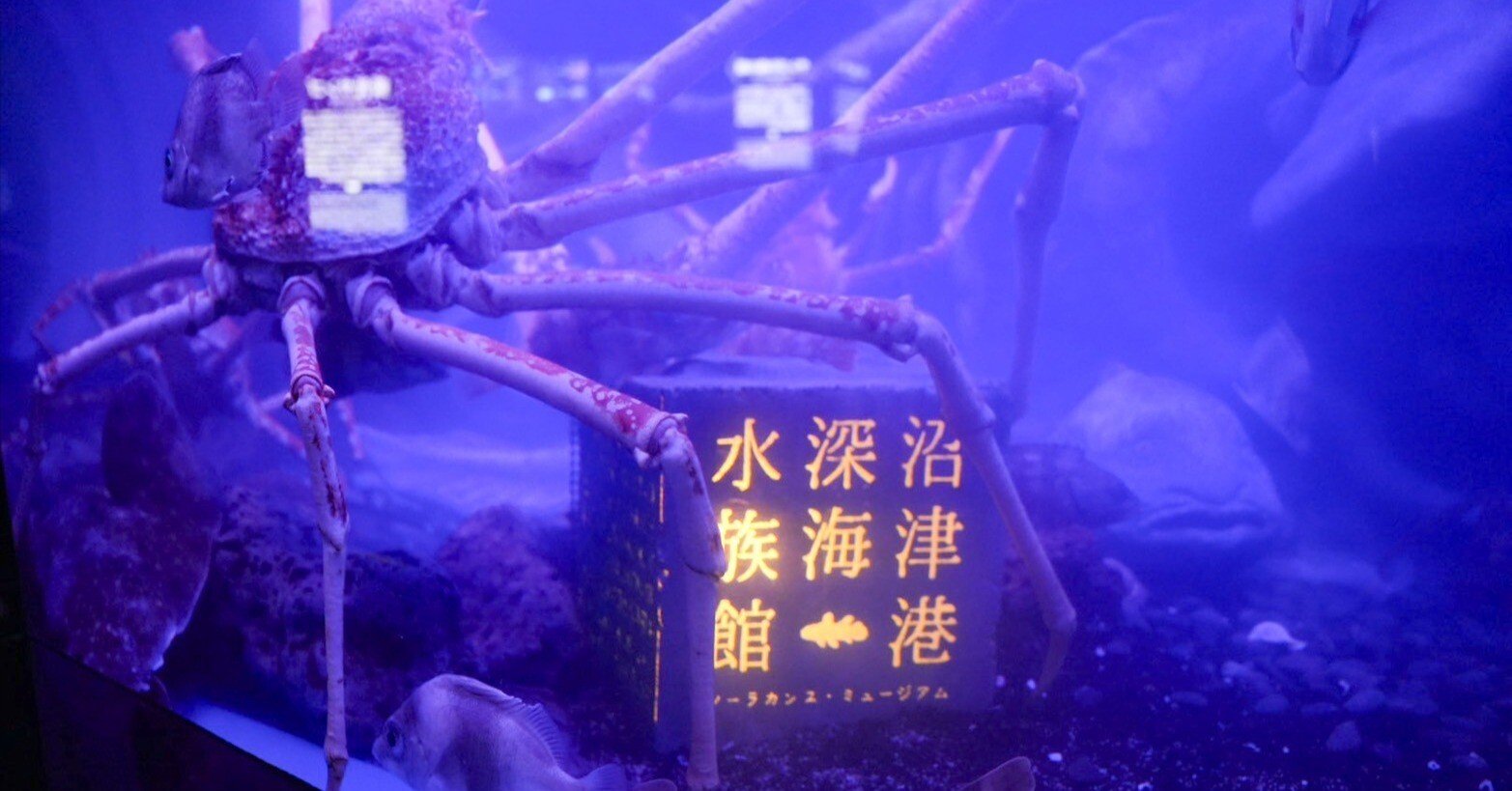 f7246230b9d4ac7ac1e8ca970efc9f