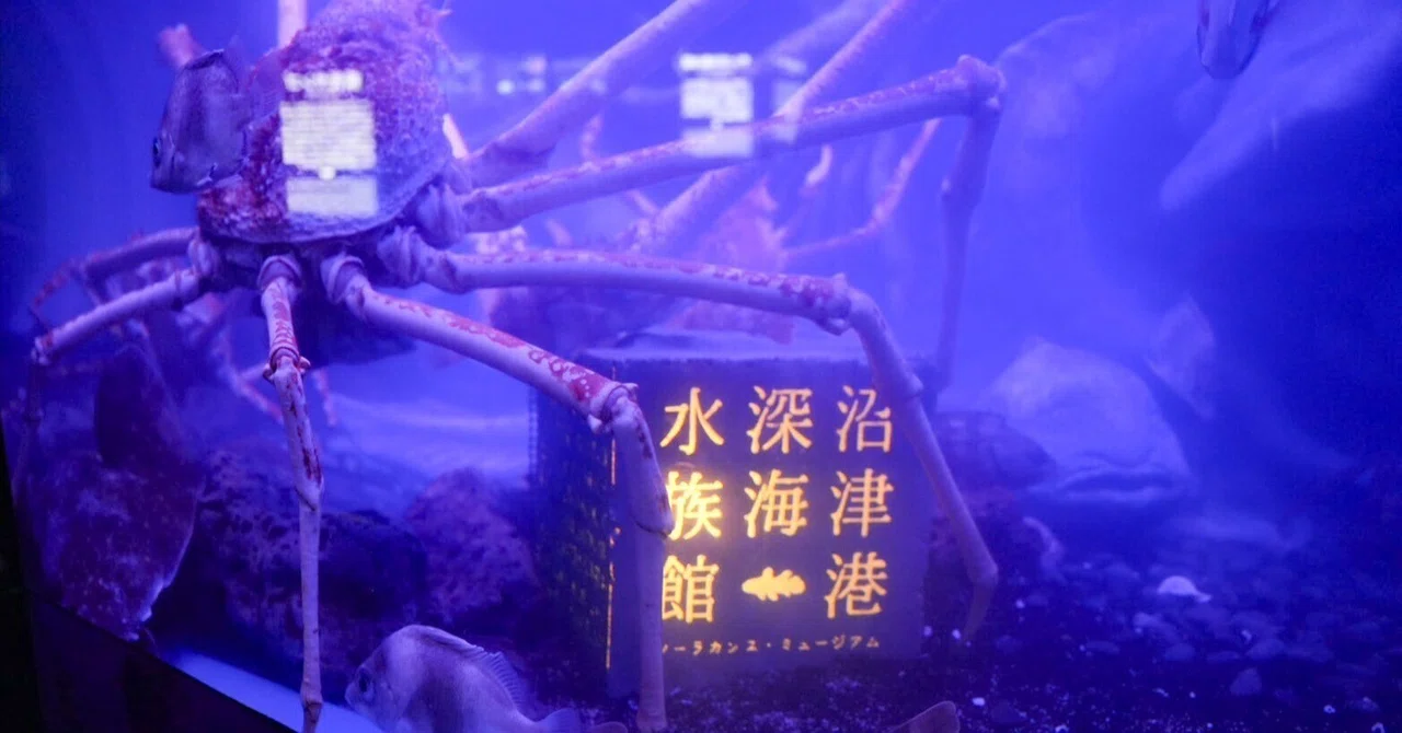 レポ#75 沼津港深海水族館｜haru