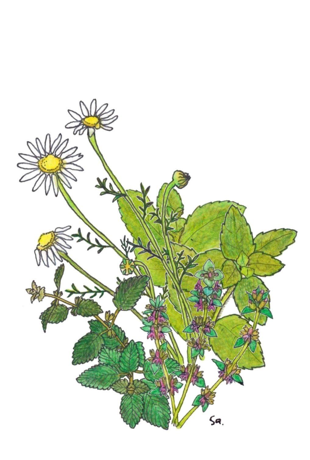 ハーブって たくましい 地植えにするとわしゃわしゃ生い茂り 凄みさえ感じるエネルギーには圧倒される イラスト 奥からアップルミント ジャーマンカモミール レモンバーム タイム Ishikawa Sanae Note ハーブって たくましい 地植えにするとわしゃわしゃ生い茂り 凄みさえ感じるエネルギーには圧倒される イラスト 奥からアップルミント ジャーマンカモミール レモンバーム タイム Ishikawa Sanae Note