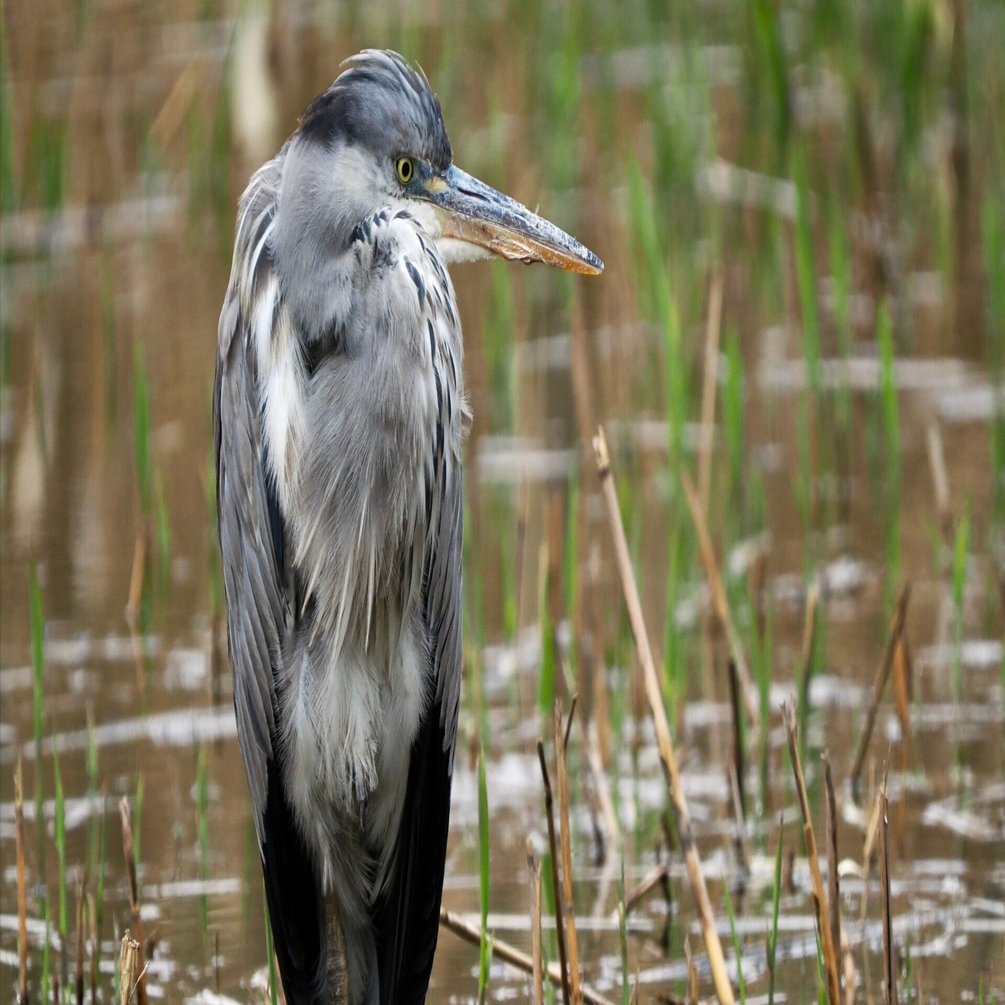 寄り道して野鳥撮影！アオサギ先輩の貫禄が凄まじい（OM SYSTEM OM-1Ⅱ
