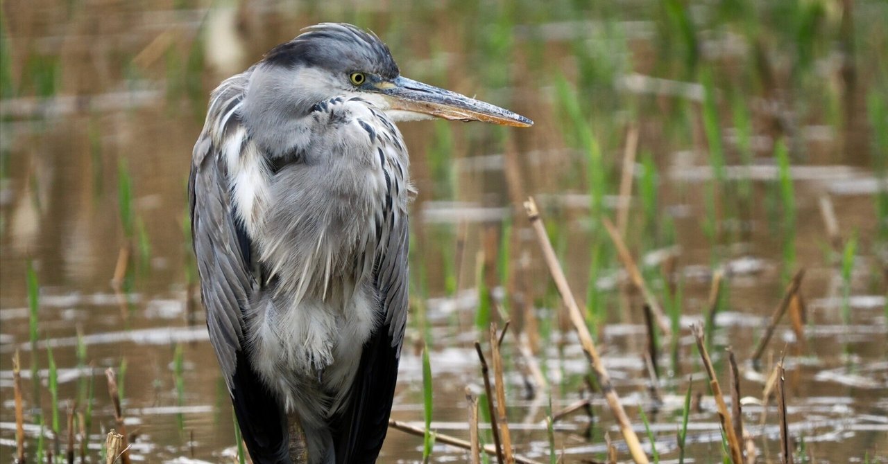 寄り道して野鳥撮影！アオサギ先輩の貫禄が凄まじい（OM SYSTEM OM-1Ⅱ