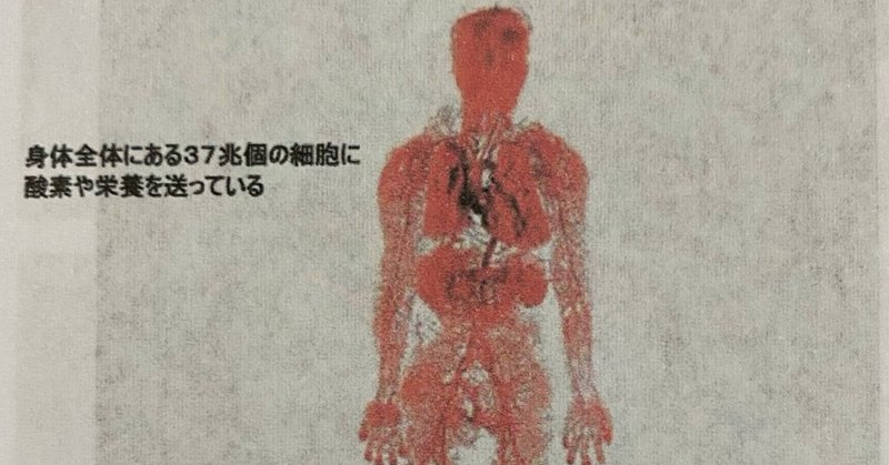 人は血管と共に若返る。