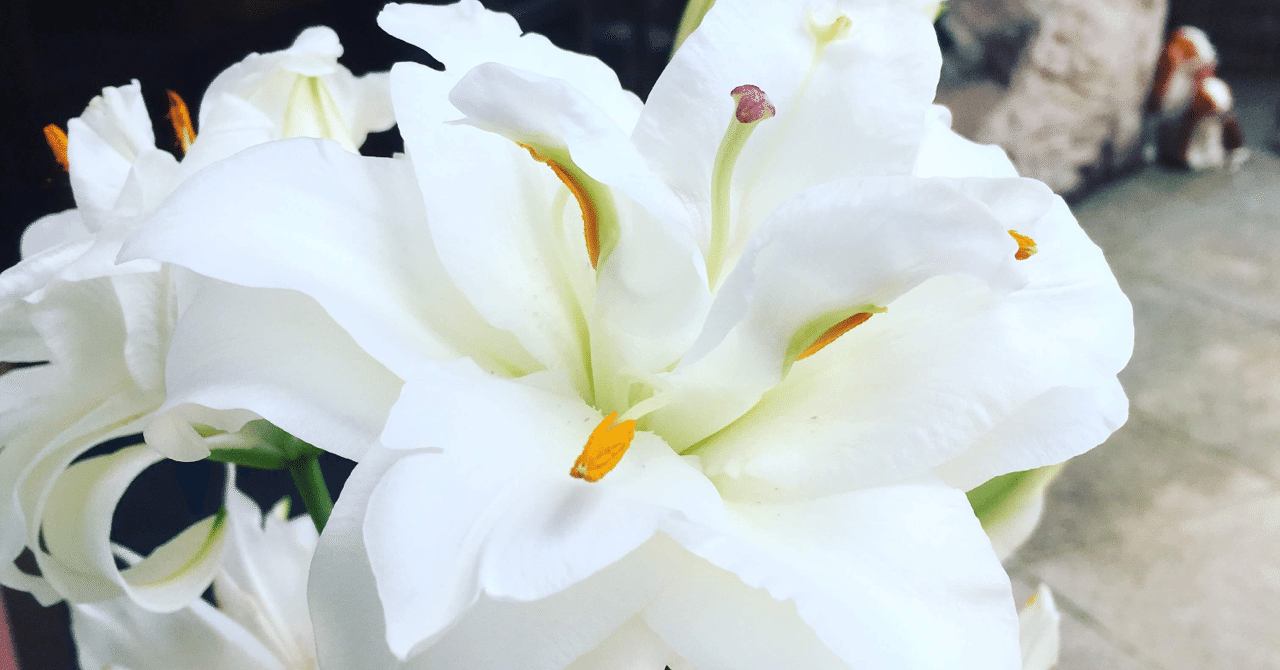 美しく輝く 真っ白なその花は しまさん Note