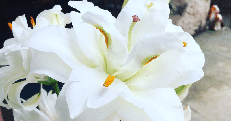 美しく輝く 真っ白なその花は しまさん Note