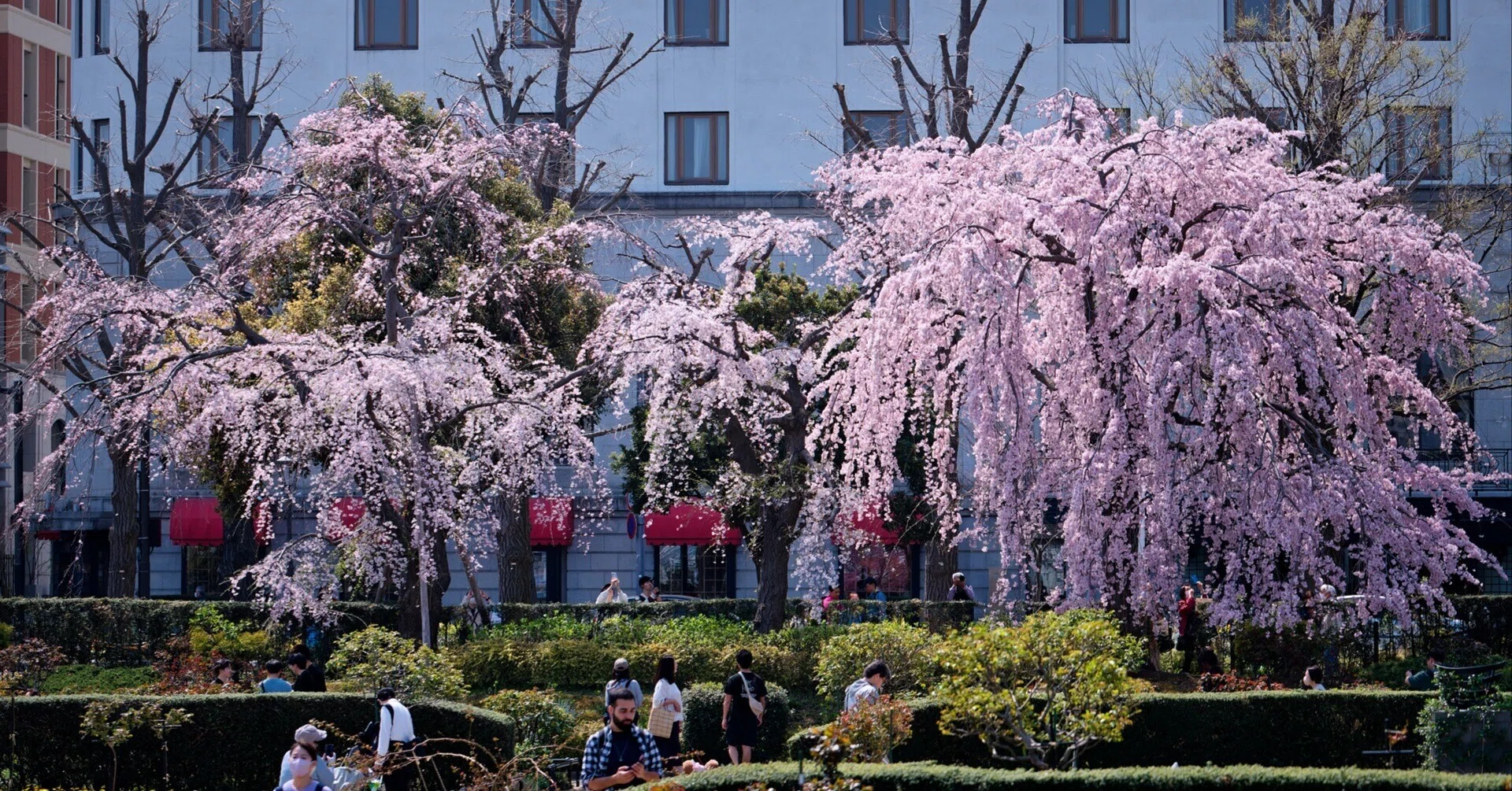 横浜緋桜｜某若夢話