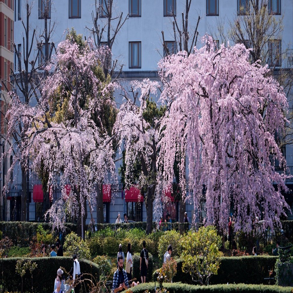 横浜緋桜｜某若夢話
