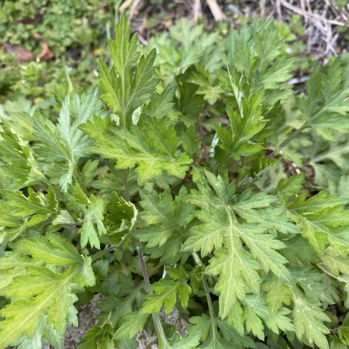 よもぎ餅用のヨモギがあることを知った花冷えの今日|まな