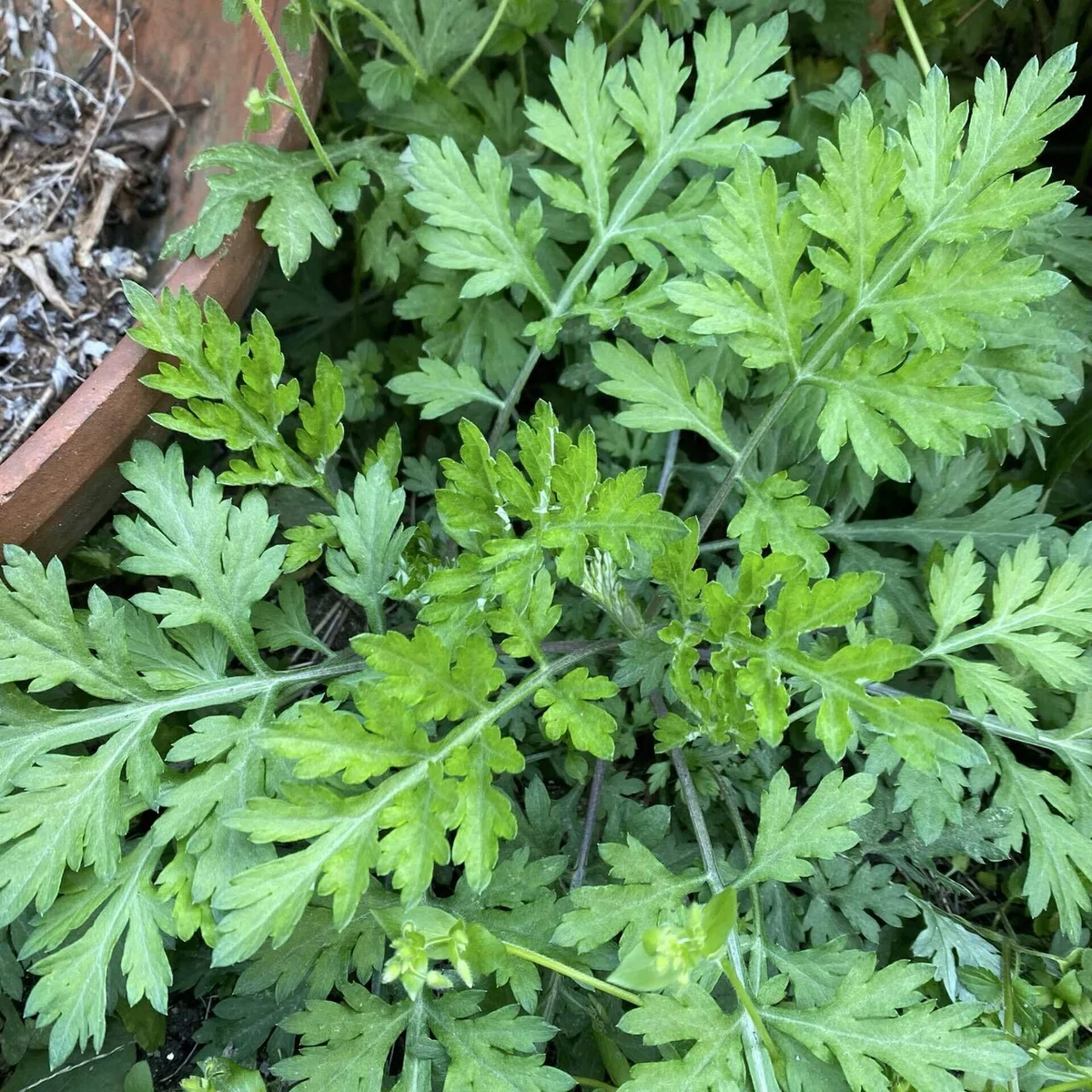 よもぎ餅用のヨモギがあることを知った花冷えの今日|まな