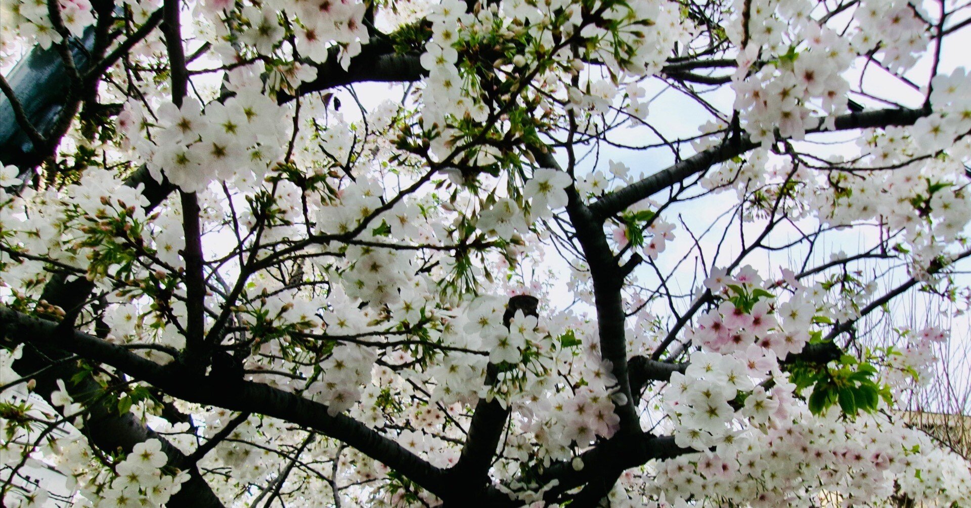 あちこちに桜が咲き始めると、「桜の花の力」を改めて思い知らされる