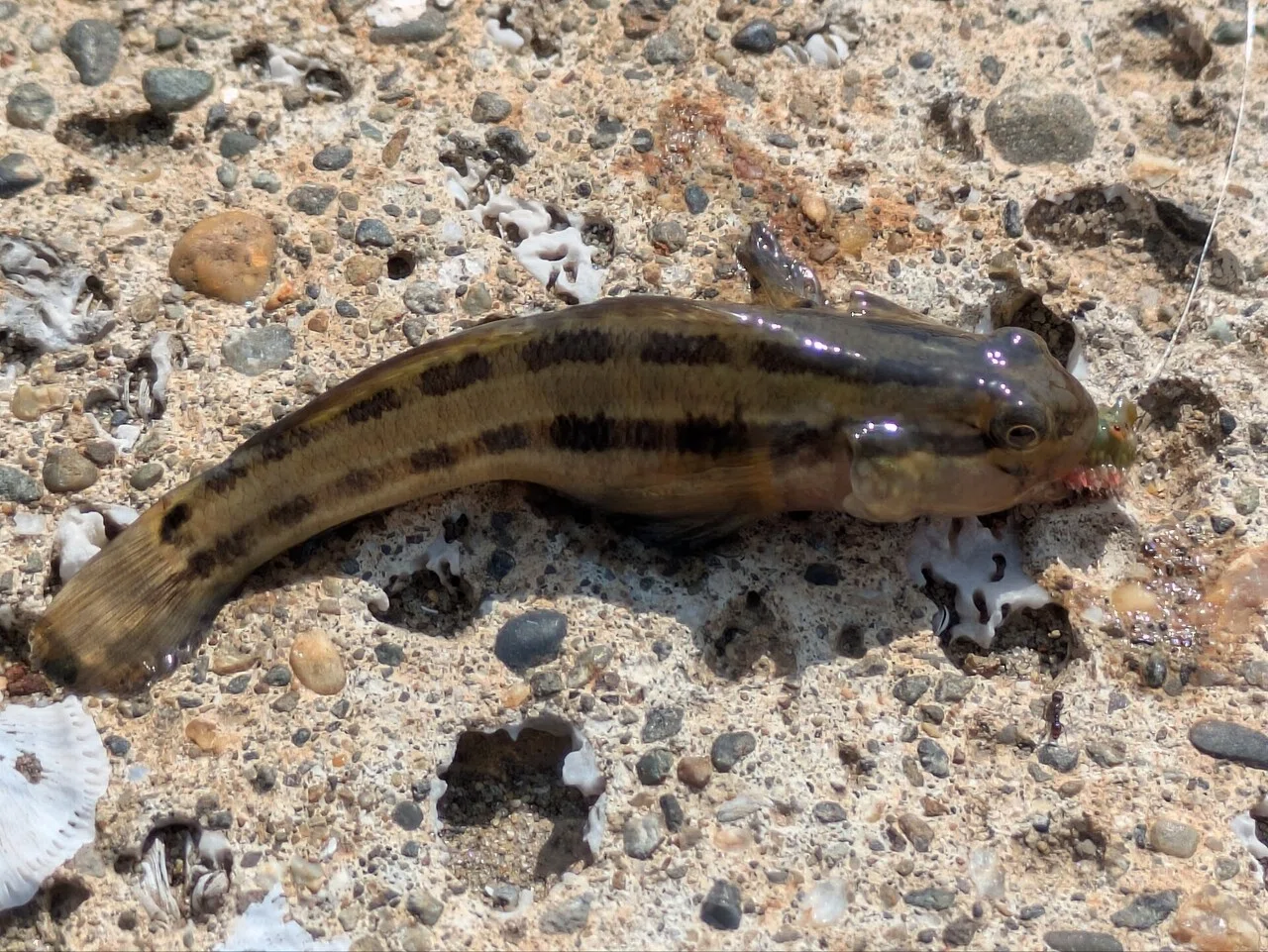 ダボハゼ釣ったぞー!!! うおおおおっ!!! レア度0.1 ……🌱🙄👍|🌱カイワレ君