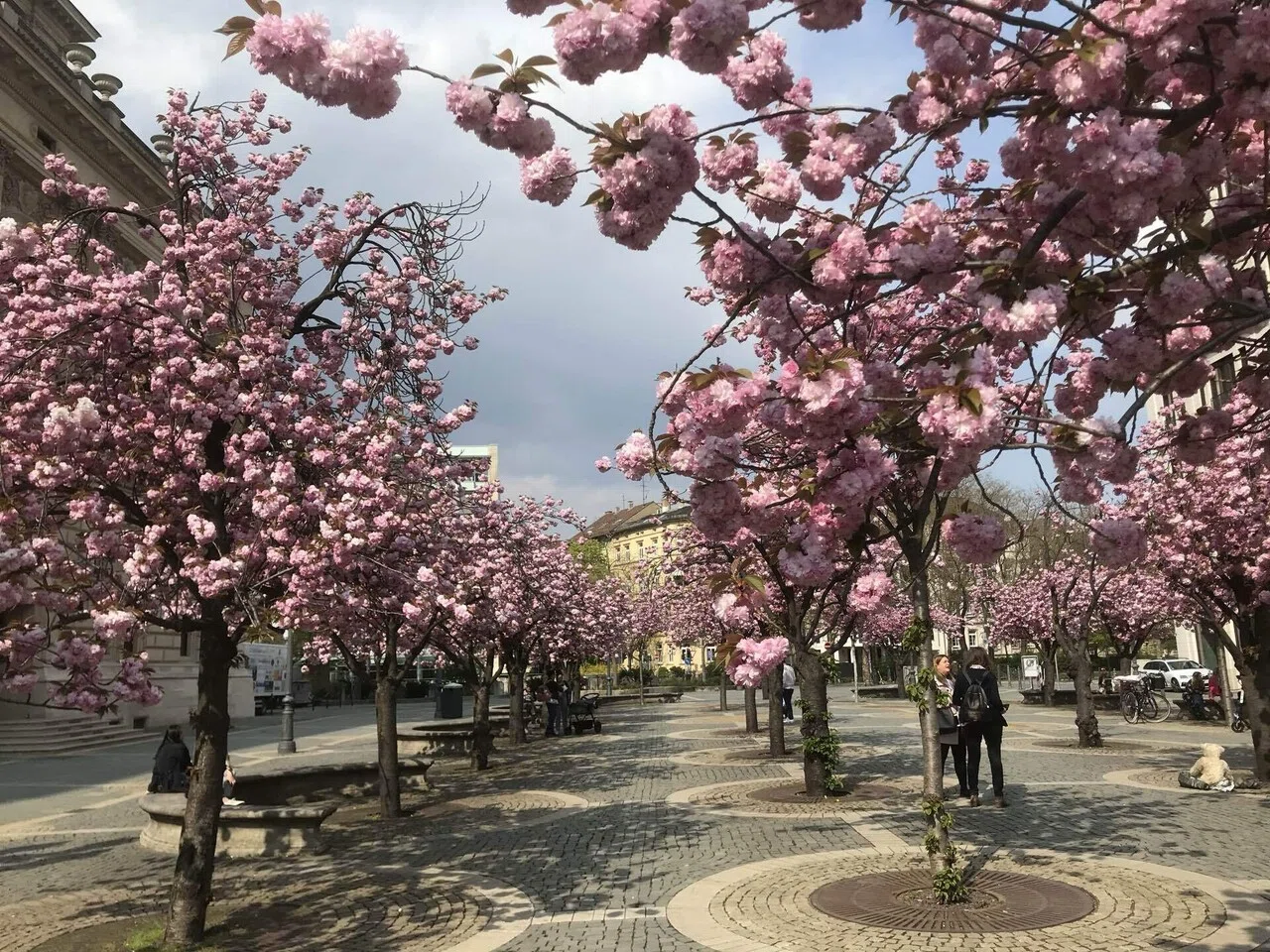 ドイツ??でお花見?】フランクフルト近郊にある桜の名所について 