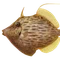 yome_death