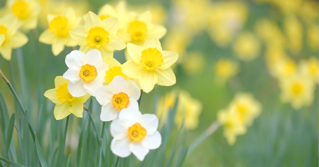 内側の黄色い模様がお花のような可愛いシンメトリカ ユーフォルビア・シンメトリカ コレクション | 豊富な標本セレクション