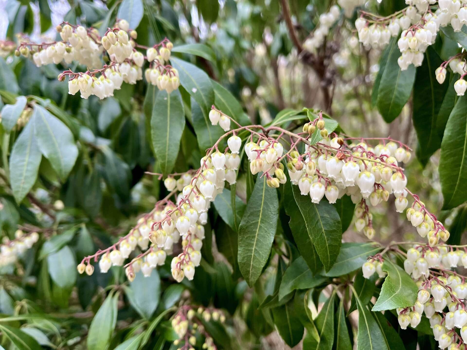 昨日の山登り中に見かけた花、調べたら馬酔木（アセビ）でした😆名前