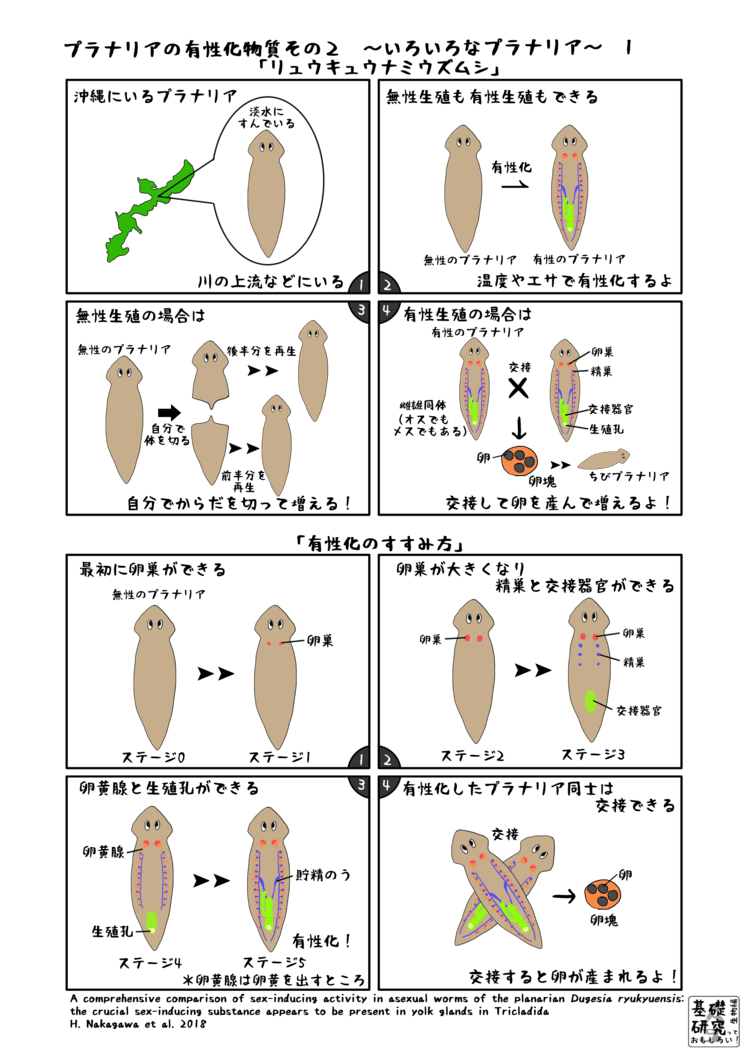 2018, Zoological Letters, A comprehensive comparison of sex-inducing activity in asexual worms of the planarian Dugesia ryukyuensis: the crucial sex-inducing substance appears to be present in yolk glands in Tricladida, H. Nakagawa et al. より　1ページ目