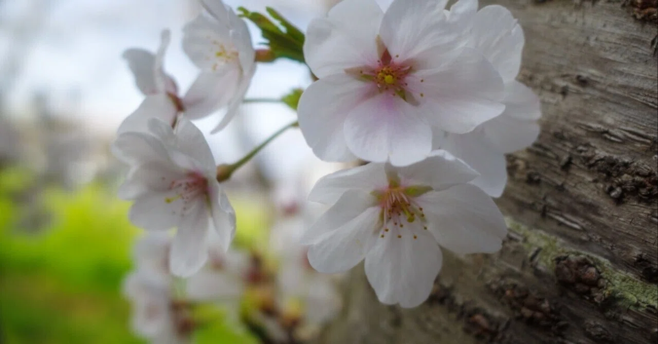 2025/03/30 桜のシベの色｜wild_grass