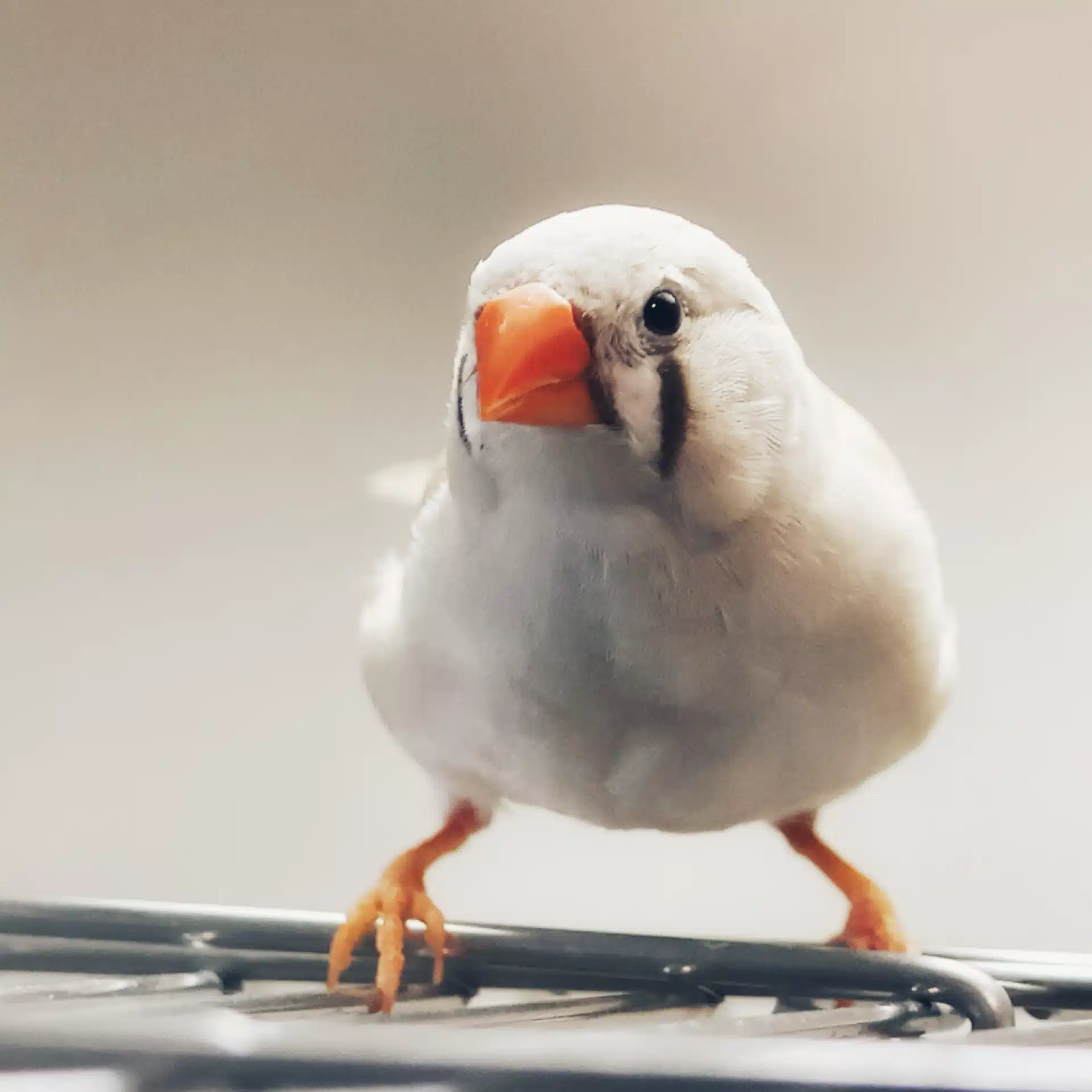 柿ノ木
