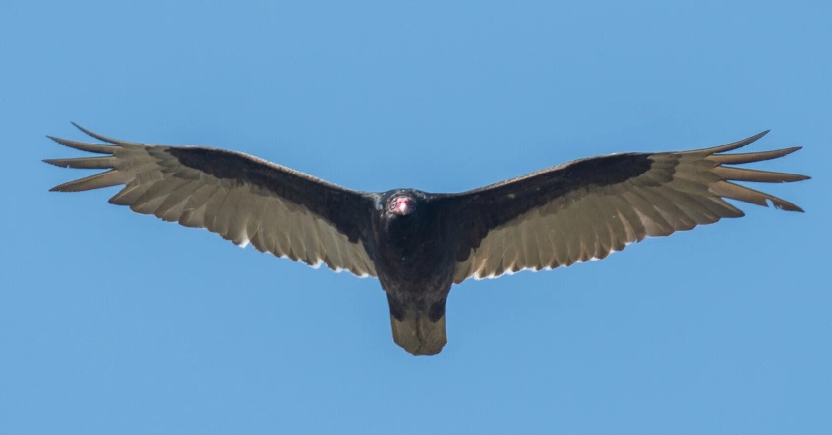 シカゴでバードウォッチング！】 Turkey Vulture ｜ローリー