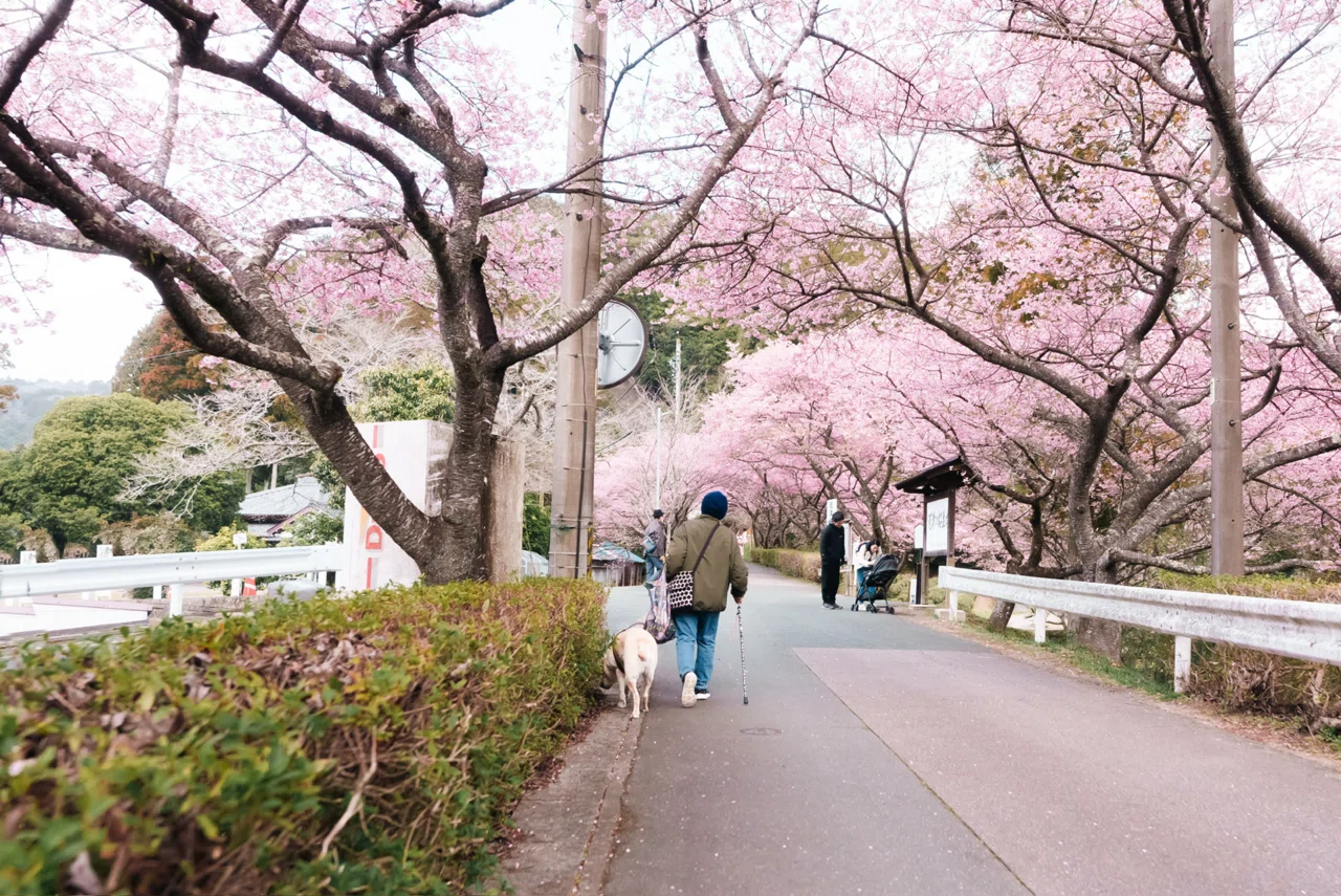 中望遠90mmF2と共に、河津桜2025｜にしお のえ