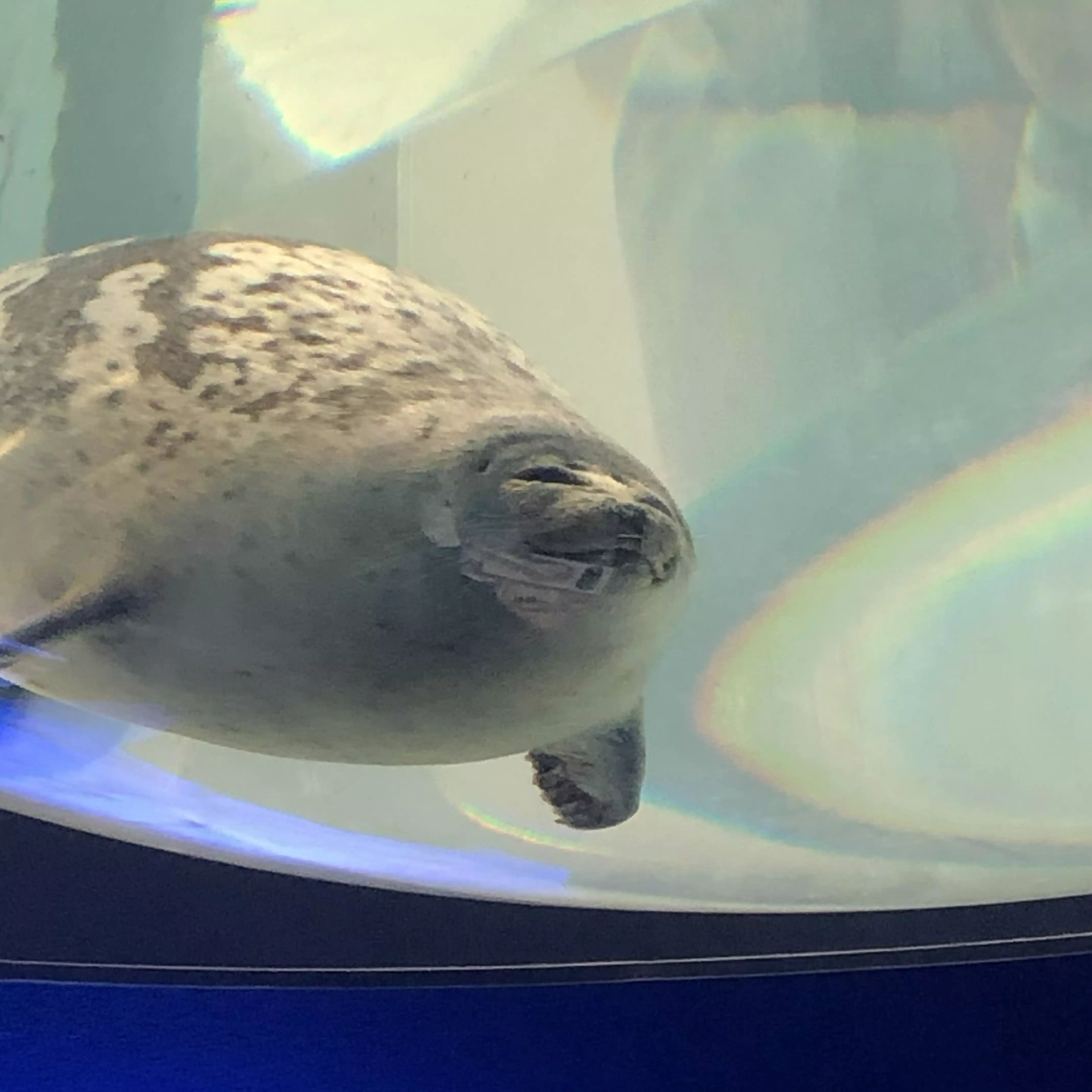 あきぼう