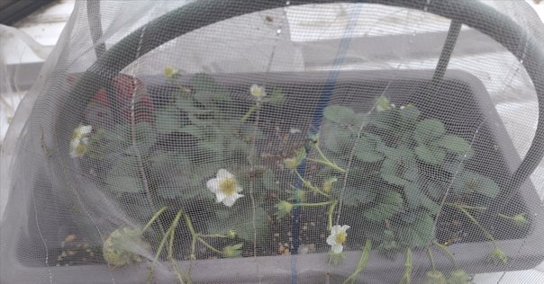 君の名は。 ホームスター ホワイト HOMESTAR 君の名は。｜セガ フェイブ トイ製品情報公式