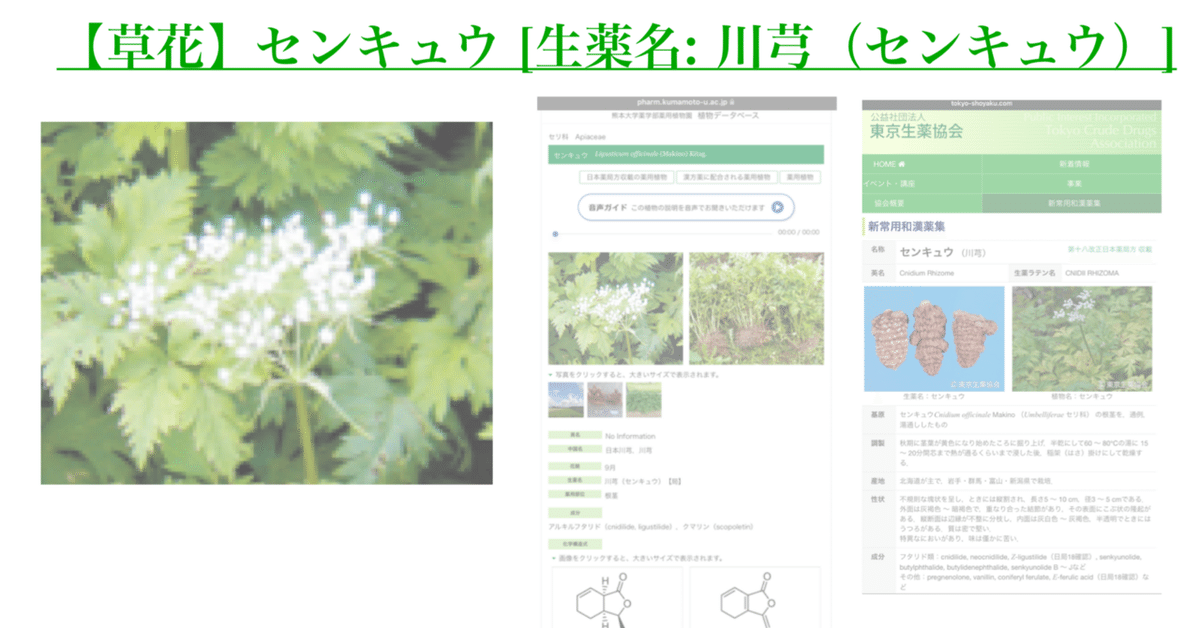 ④ 中国美術 希少 古玩 薬草 一覧表 麻生地 手彩色 ④ 中国美術 希少 古玩 薬草 一覧表 麻生地 手彩色