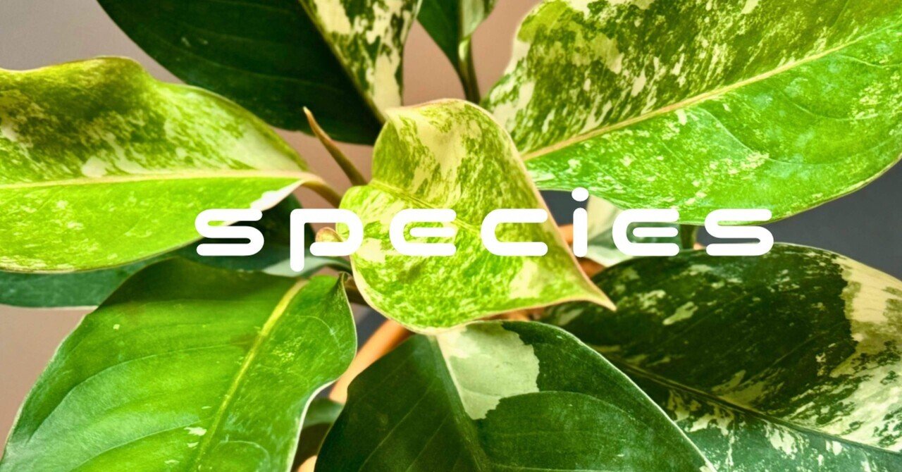 1 アグラオネマ アンダマン