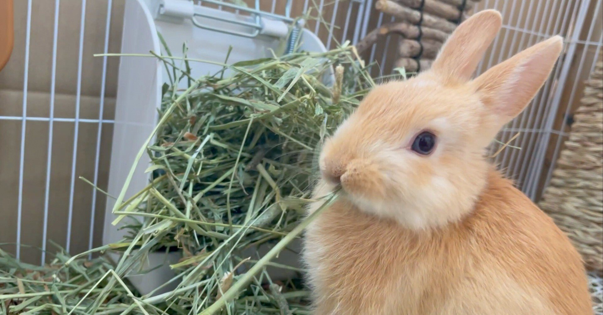 うさぎの牧草選び…まさに沼…それもズブズブの底なし沼だったというお話