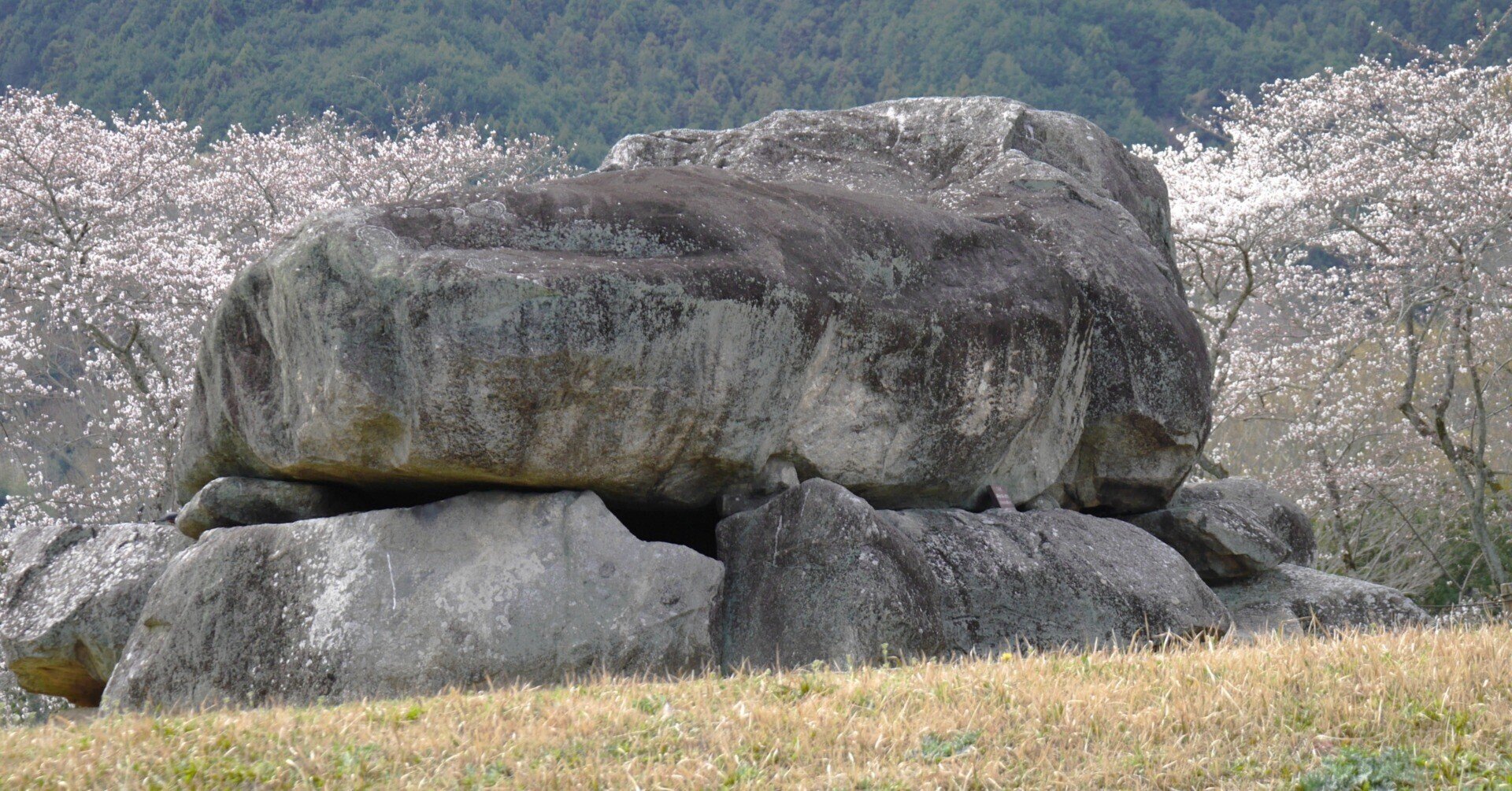 花を追いかけて3(R7-3-31)「桜花石舞台古墳」(奈良県明日香 花を追いかけて3(R7-3-31)「桜花石舞台古墳」(奈良県明日香