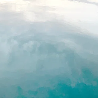パクチー