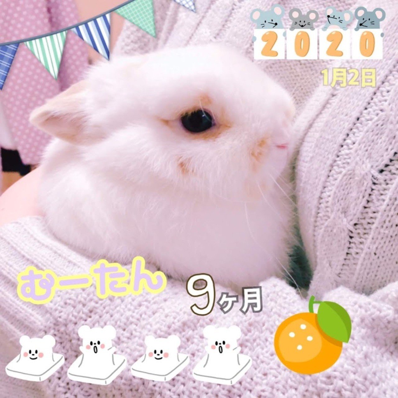 うさぎのむーたん みゆころ Note