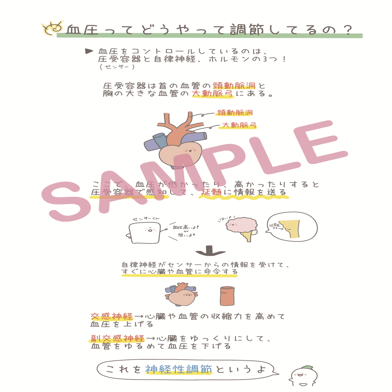 先行販売】ナースまるの『ゆるっと解剖生理学まとめノート✨️』｜まる