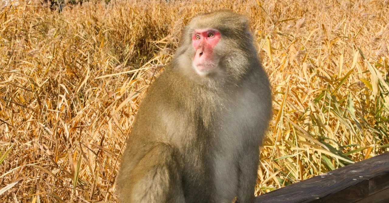 三月が去る🐒|すみる