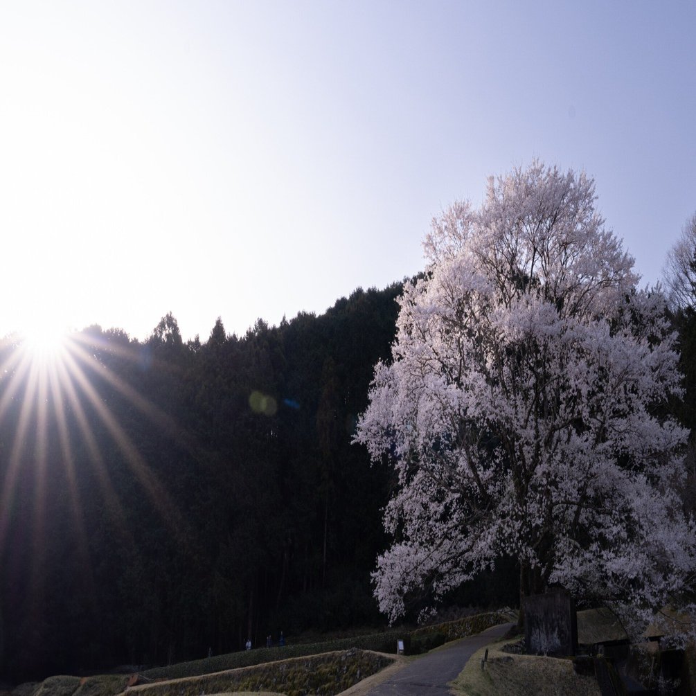 2025.03】今月に撮った写真で1ヶ月を振り返っていく｜sato｜旅