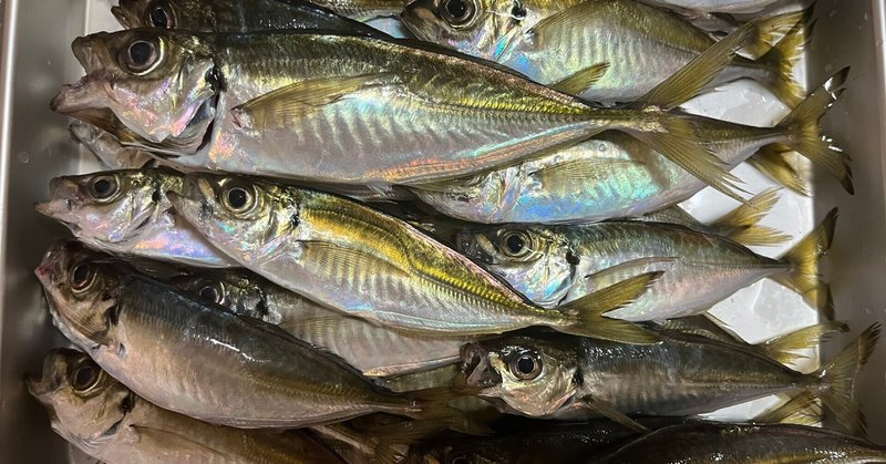 大型真鯛】最大6kg！トップ7枚、黒鯛・メジナも釣れています