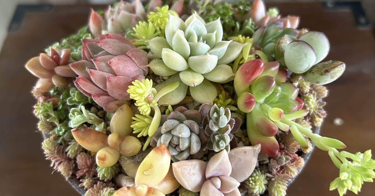 多肉植物】寄せ植えを可愛く仕立て直すよ⑥｜non