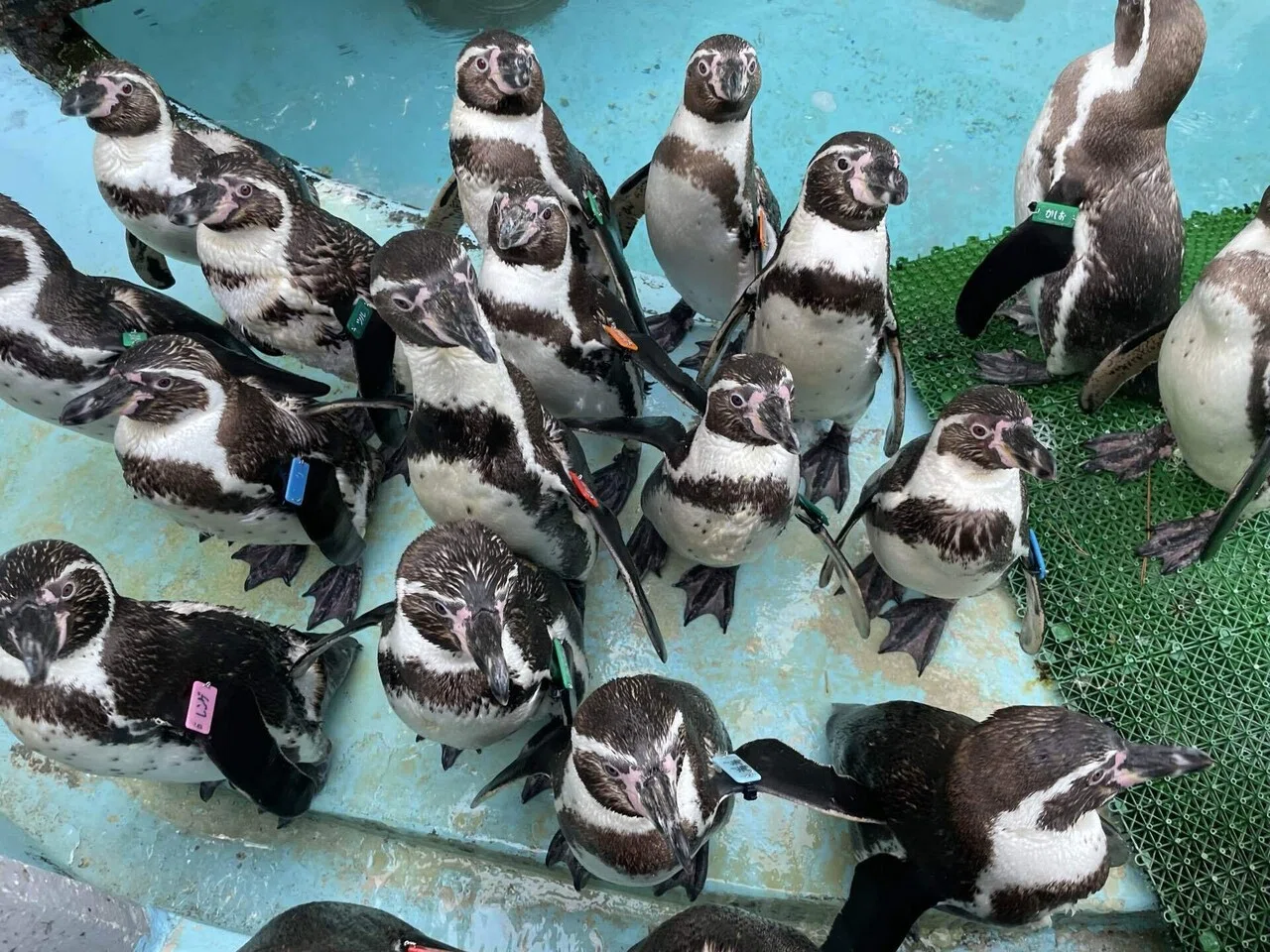 ペンギンのごはん体験、再開します！🐧｜桂浜水族館 公式