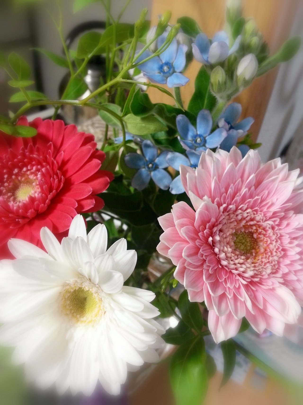キルトデザインのためのお花スナップ 水色のブルースター 可愛い Minton Note キルトデザインのためのお花スナップ 水色のブルースター 可愛い Minton Note