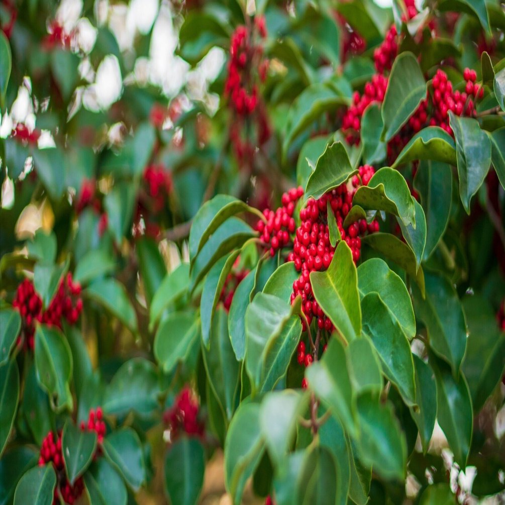 烏ページ　11点まとめ 八咫烏シリーズ11『亡霊の烏』阿部智里 - 読書感想・日々の綴方