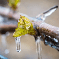伝説をグラスに―長嶋茂雄と1999年の奇跡のワイン『日経xwoman Terrace